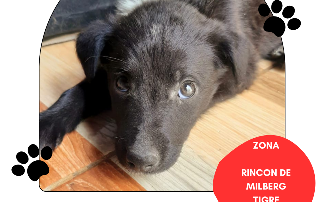 perra hembra publicada 15/11/24