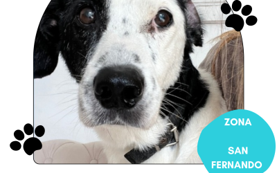 Macho publicado 15/11/24